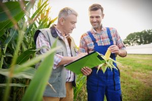 Checking the quality of corn plant